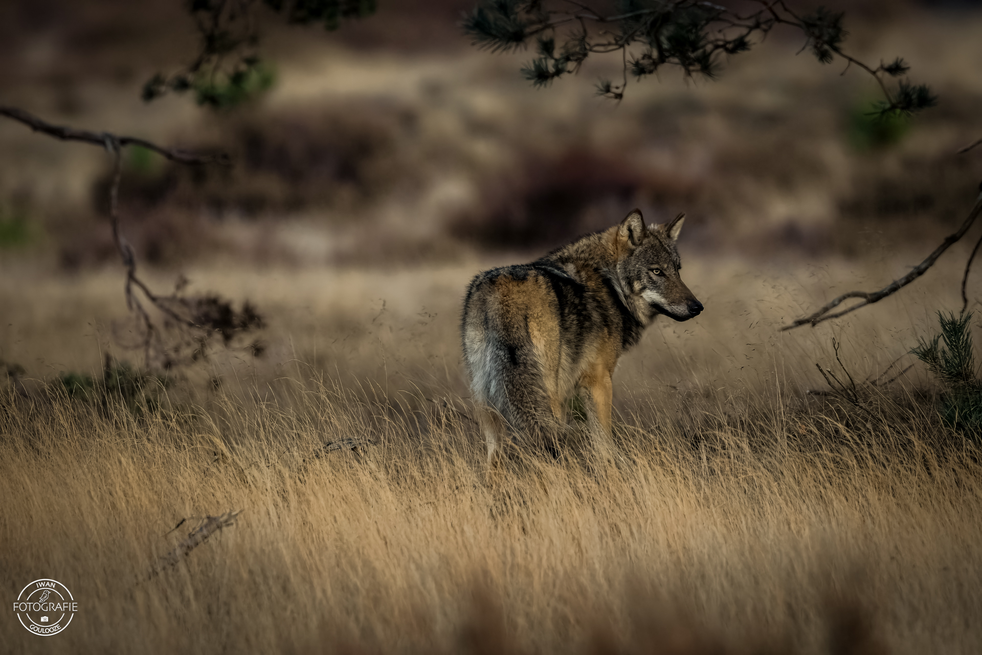 11 november 2022 171703 1R2A7069 bewerkt 2